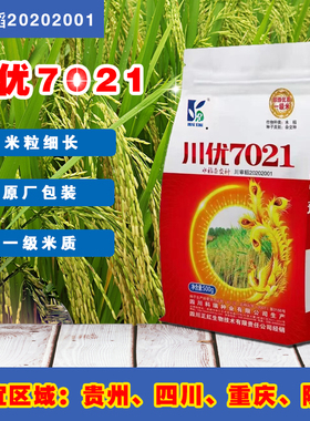 原装谷子种子国标一级香米川优7021水稻种子米质好长粒品种