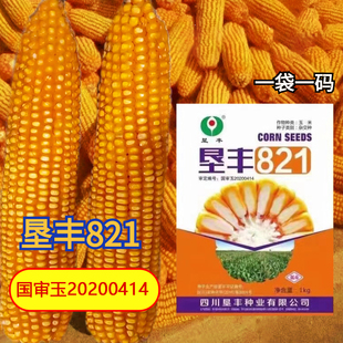 垦丰821抗倒矮杆玉米高产玉米种子大田白轴杂交玉米种