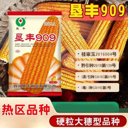 矮杆大棒硬粒高产玉米种子夏播垦丰909棒子大双胞率高不缩水1kg