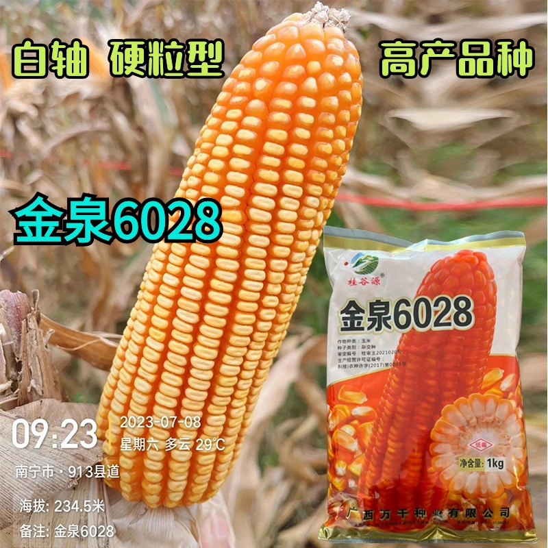 原装正品玉米种子金泉6028矮杆大