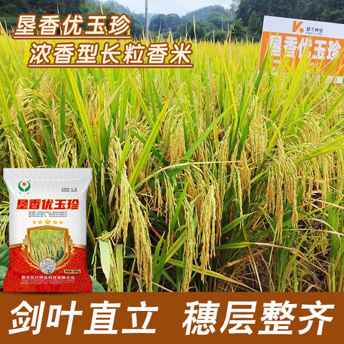 浓香型丝苗米垦香优玉珍水稻