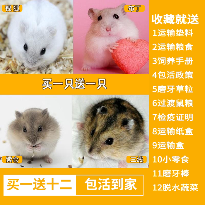 三线仓鼠带笼布丁宝宝活物已打疫苗银狐宠物活体紫仓动物一对情侣