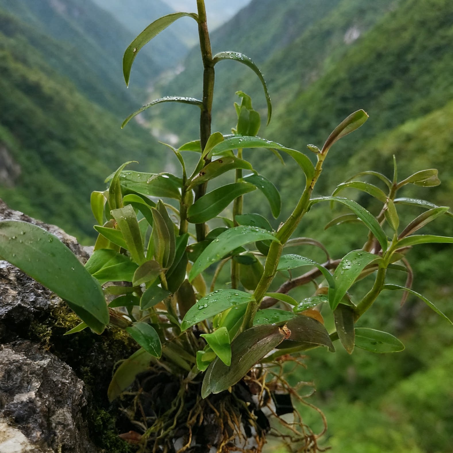 霍山石斛正宗霍山铁皮石斛盆景苗桌面绿植