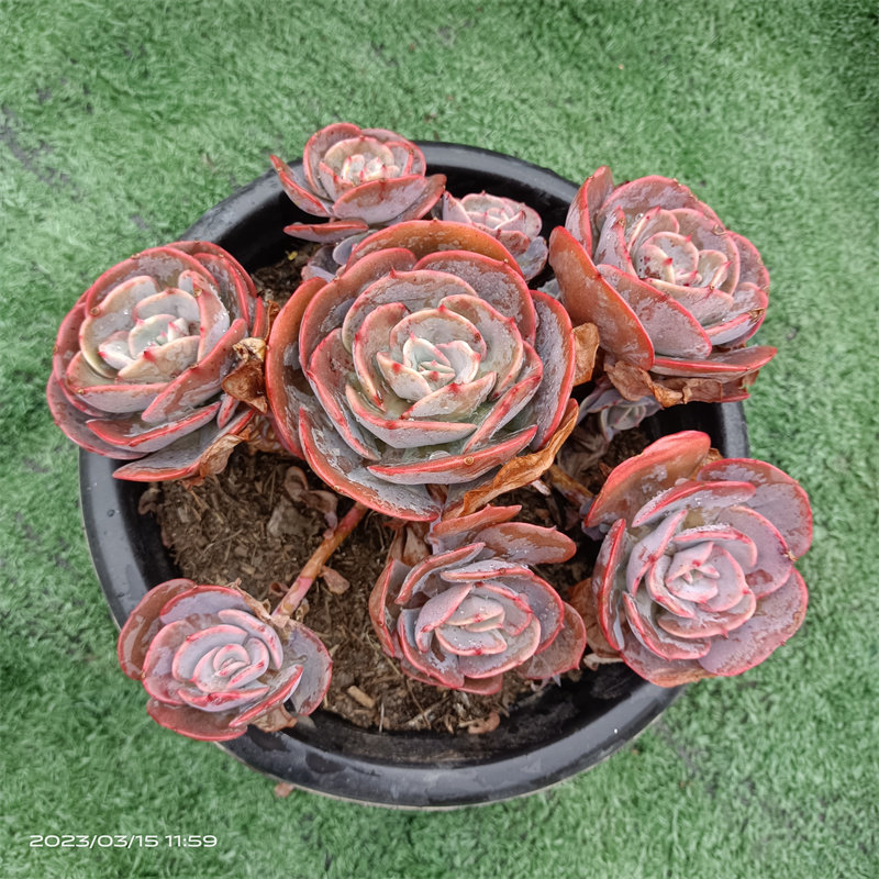 红粉台阁多肉大群一物一拍超大巨型多肉大颗精品蓝粉台阁稀有品种