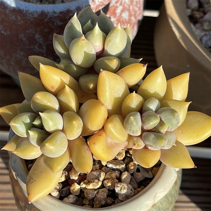 红象牙多肉植物一物一拍超大群生黄金象牙多头无砍爆盆大颗精品