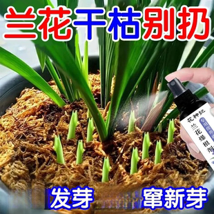 兰花专用营养液促花箭兰花肥料专用肥治黄叶黑斑烂根营养肥开花肥