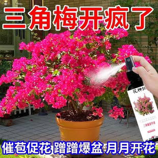 【全年开花】三角梅专用营养液快速生根催花肥治黄叶盆栽专用肥料