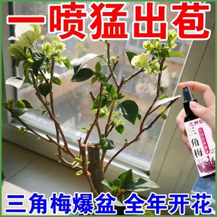 【复活液】三角梅营养液专治黄叶掉叶不开花促绿叶催花免稀释专用