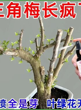 【催芽促花】三角梅营养液干枝促发芽开花预防落叶黄叶枯萎通用型