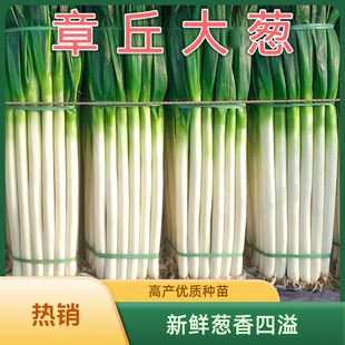 章丘大葱山东大葱新鲜甜葱铁杆大葱长白葱蘸酱嫩葱现货原产地直发
