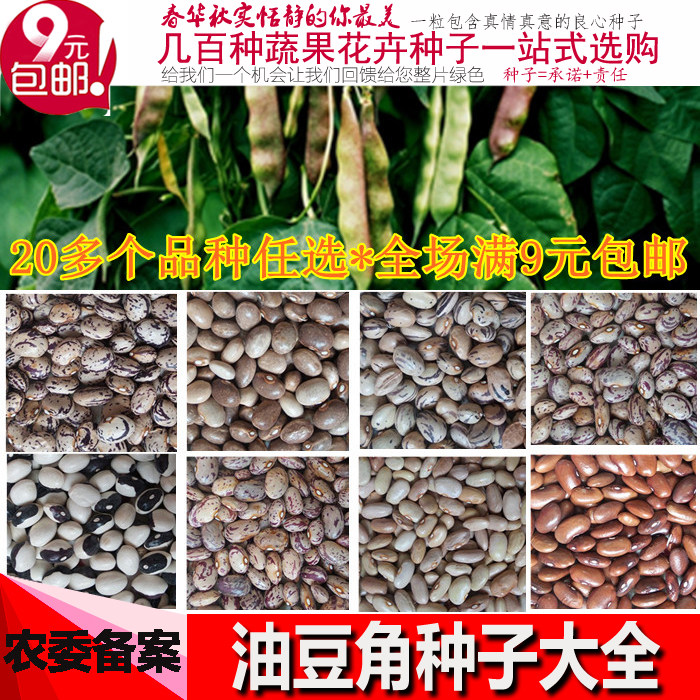 东北油豆角种子将军豆一点红开锅烂大马掌地油豆翻白眼紫花蔬菜籽