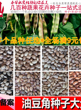 东北油豆角开锅烂大马翻白眼种子