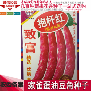 家雀蛋油豆角种籽红金钩面豆鼓豆角挤豆东北油豆黄金钩蔬菜种子