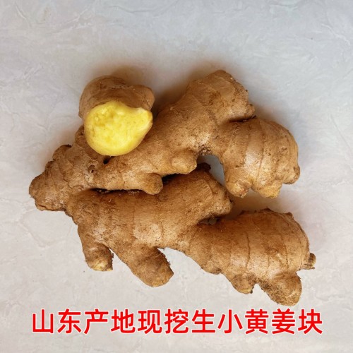 老姜母批发山东现挖包邮