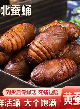 东北特产野生500G2斤大蚕蛹