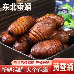 东北特产野生柞蚕蛹活蚕蛹东北蚕蛹大茧蛹500g新鲜大蚕蛹东北包邮