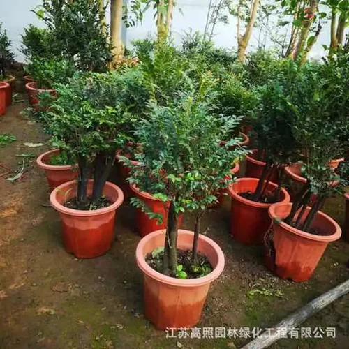 树苗小叶紫檀四季装饰紫檀盆景观叶花卉植物盆栽四季常青好养