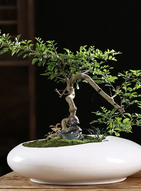 盆栽兰花粗陶绿植陶瓷吊兰盆景盆老桩大号盆个性花盆多肉创意榕树