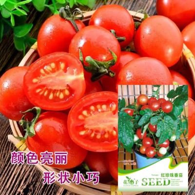 花仙子园艺矮生盆栽番茄种子珍珠番茄蔬菜种孑樱桃小西红柿圣女果
