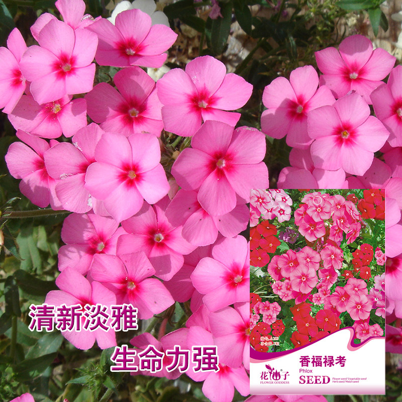 花仙子香福禄考花籽切花小天蓝绣球花种子四季室内室外阳台易活