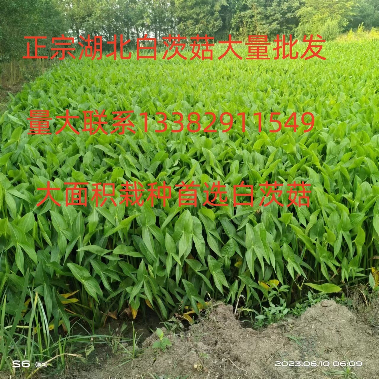 水生植物慈姑苗茨菇苗种球 慈姑草 水培花卉 净化水面慈姑燕尾草