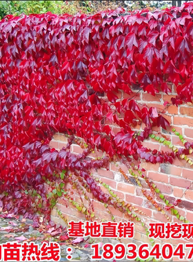 爬山虎树苗爬藤植物五叶三叶地锦大苗庭院攀援盆栽红叶爬墙虎花卉