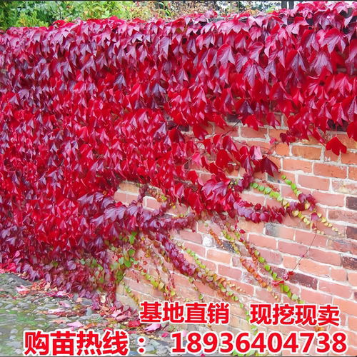 爬山虎树苗爬藤植物五叶三叶地锦大苗庭院攀援盆栽红叶爬墙虎花卉