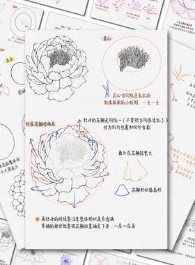 超清晰花卉教程贴纸】黑白线描花卉拆解图零基础学画画墙面装饰贴