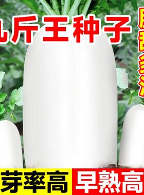 九斤王大型萝卜种子白萝卜种籽春秋四季耐寒脆甜萝卜籽种孑大全