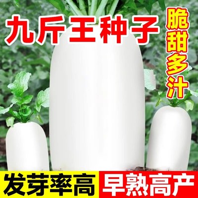 九斤王大型萝卜种子白萝卜种籽春秋四季耐寒脆甜萝卜籽种孑大全