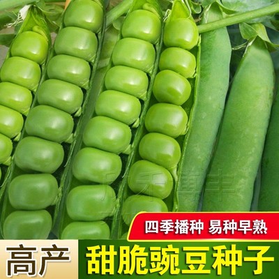 甜脆豌豆种子种籽青碗豆种青豆荷兰豆庭院阳台四季耐寒菜豌豆种孑