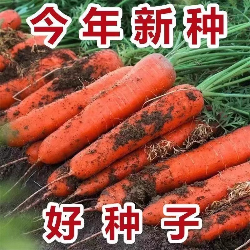 冰糖九寸红胡萝卜种子甜脆水果萝卜秋冬蔬菜种籽耐寒三红胡萝卜种