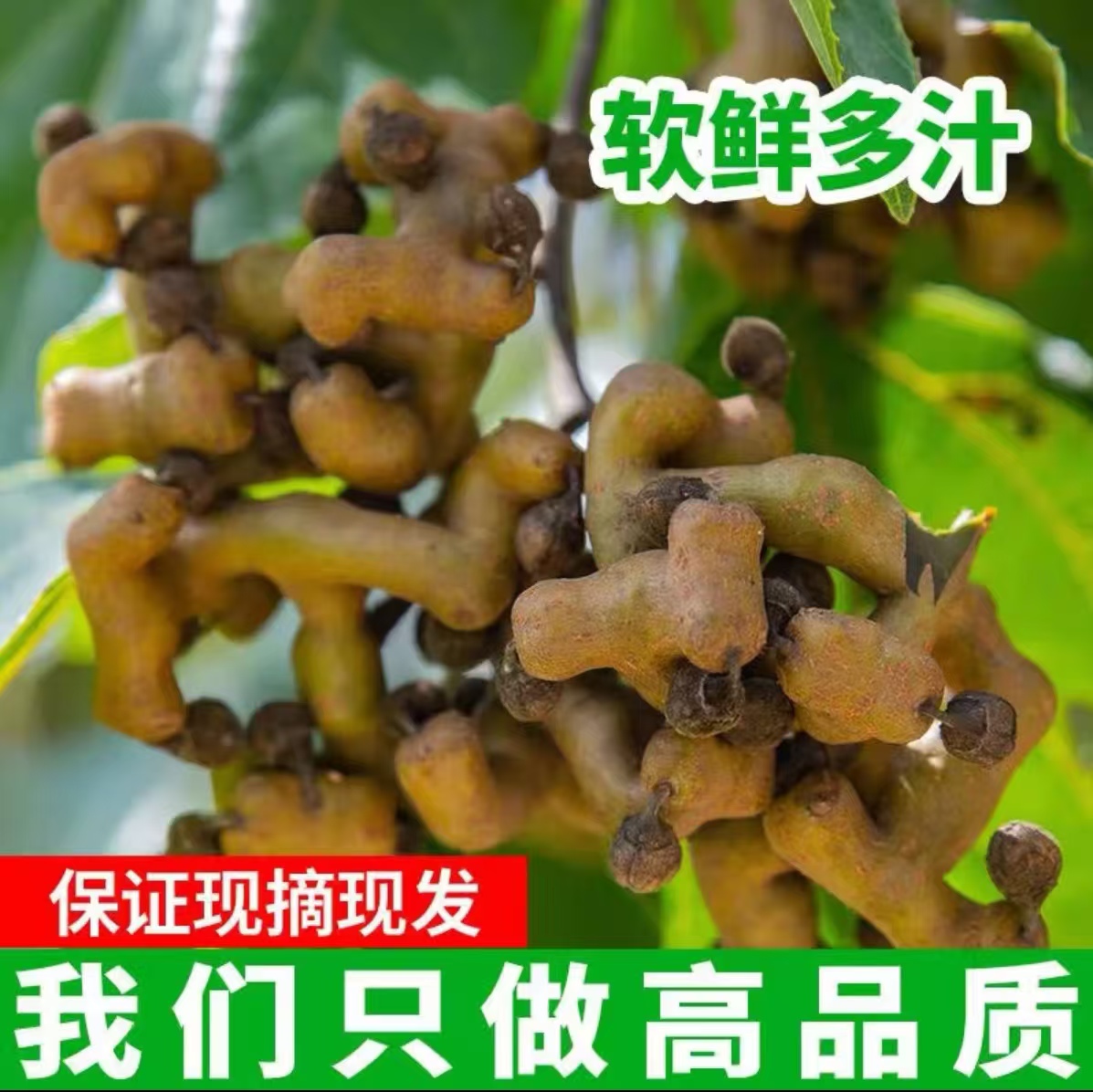 新鲜野生拐枣新鲜万寿果网红鸡爪梨水果枳椇子秦岭万寿果生吃泡酒