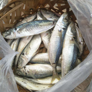 潮汕特产潮州打冷新鲜巴浪鱼鱼饭熟食即食500克当天出炉 巴浪熟鱼