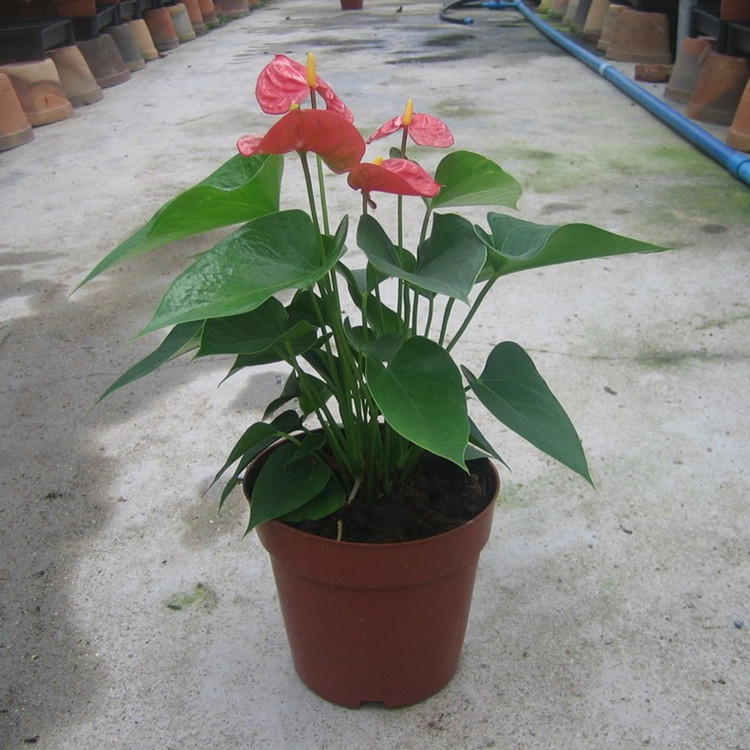 粉掌红掌水培花卉土培盆栽室内办公桌绿植