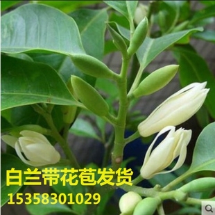 白兰花盆栽 嫁接黄角兰黄桷兰白玉兰黄玉兰花苗树苗庭院苗 包邮