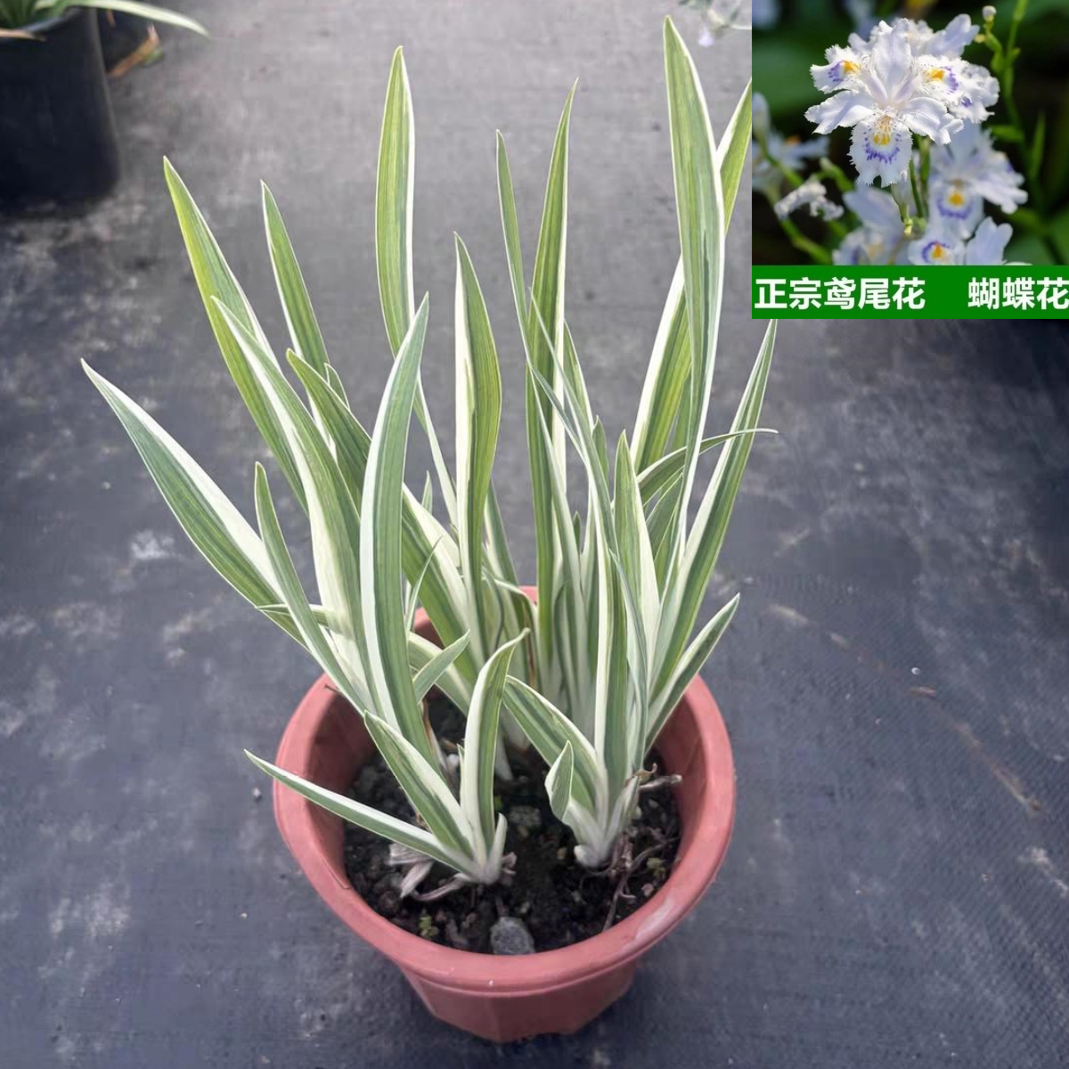 鸢尾盆栽德国鸢尾花苗花叶鸢尾花蝴蝶花庭院别墅室内耐寒宿根绿植