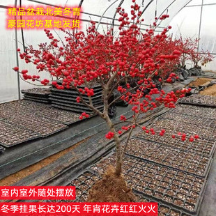 北美冬青盆栽红果冬青精品老桩盆景庭院盆栽欧洲红豆果 带果发货