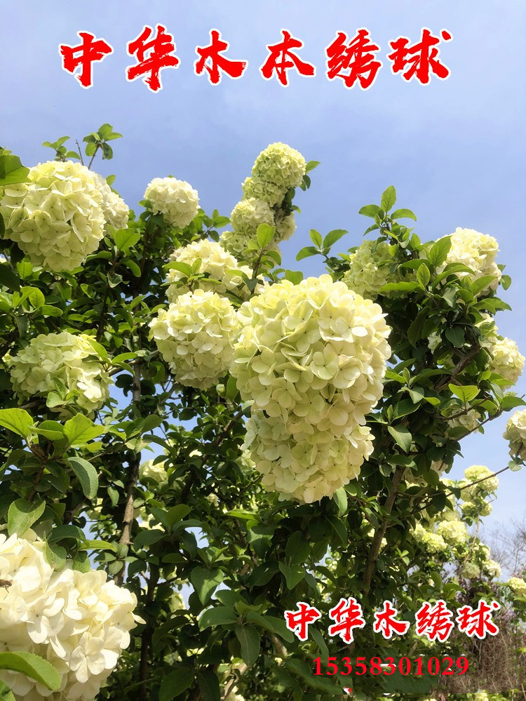 中华木本绣球树苗大花斗球花苗丛生白麻球小苗别墅庭院大型风景树图片
