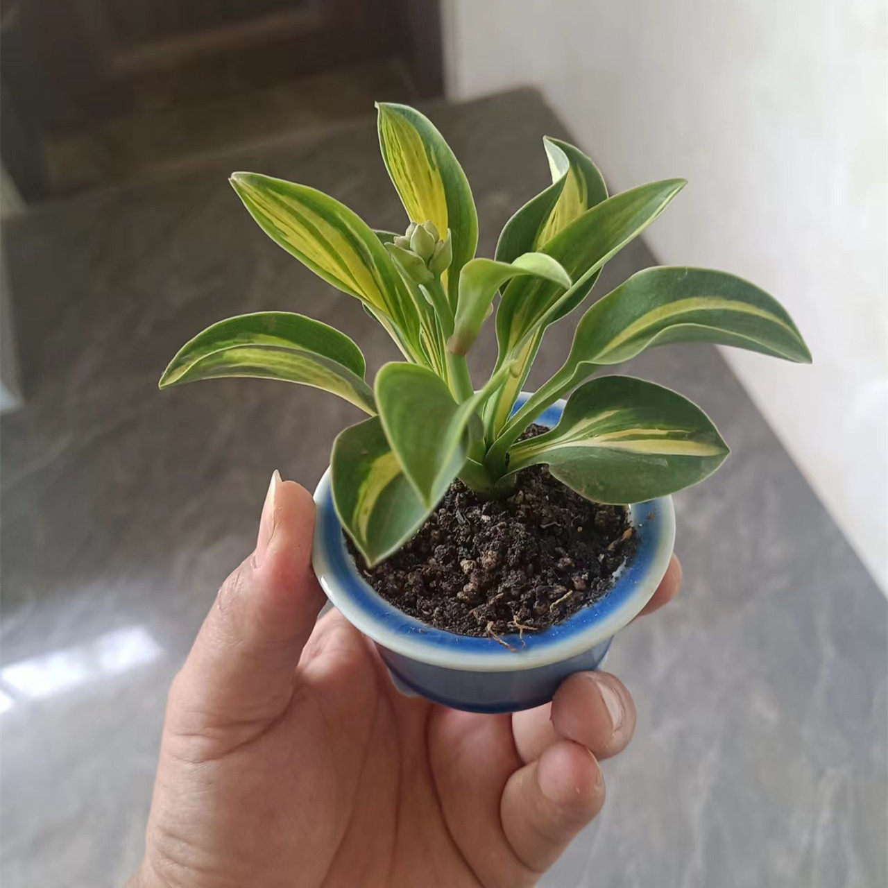 日本玉簪室内观叶植物耐阴茶几