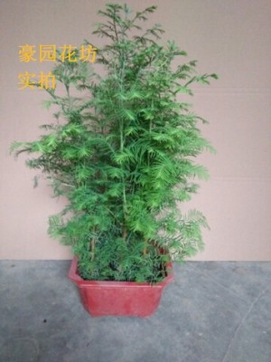 水杉丛林盆景盆栽办公室绿植养眼小植物木本久生植物微型盆景