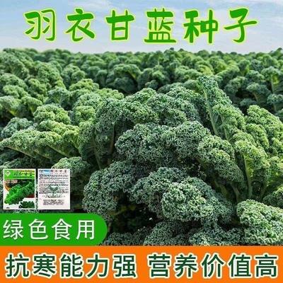 食用皱叶羽衣甘蓝种子耐热甘蓝种籽春秋冬四季阳台盆栽蔬菜种孑