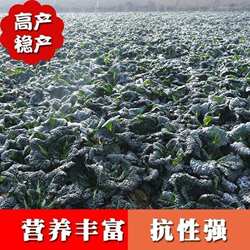 黑油冬种子随州泡泡青冬菜杭州皱叶黑乌油冬儿大种籽菜籽孑青菜种