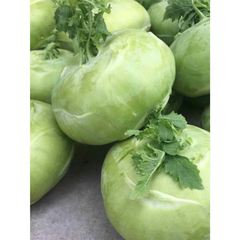 农家苤蓝芥菜疙瘩新鲜大头菜芥兰芥菜头青庭院田园种植蔬菜种子新