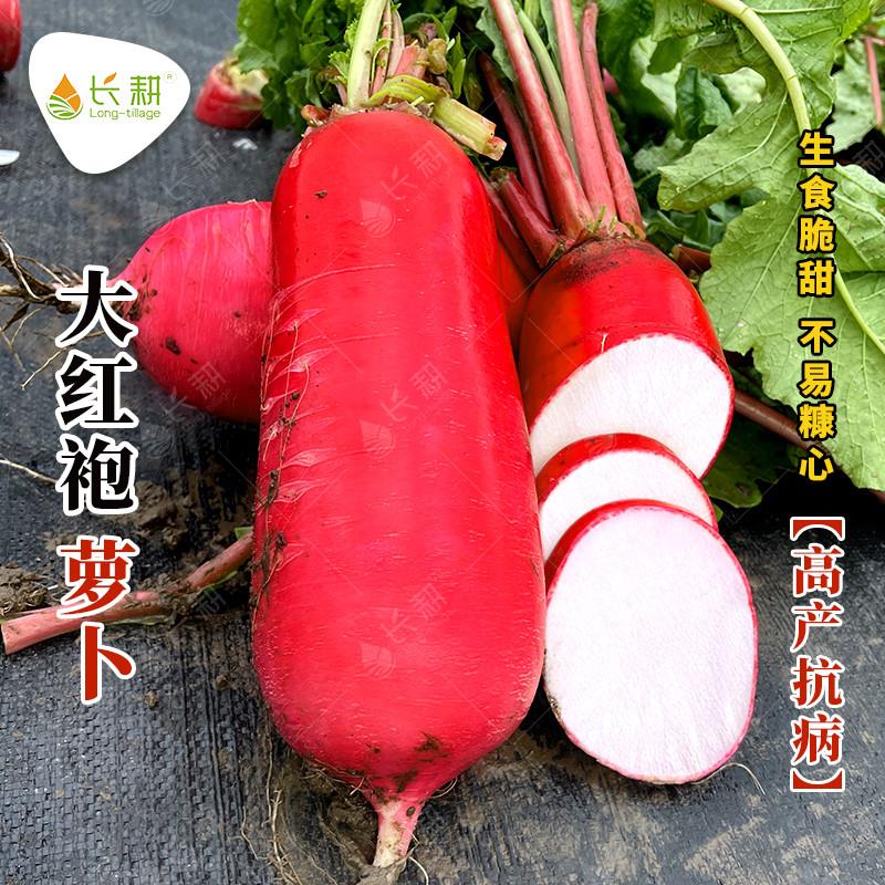 满身红萝卜种子红皮白肉水果罗卜种孑秋冬四季农家大田蔬菜籽大全