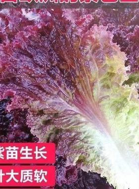 紫色生菜红叶紫叶生菜不招虫耐热四季奶油紫色孔雀青菜沙拉菜
