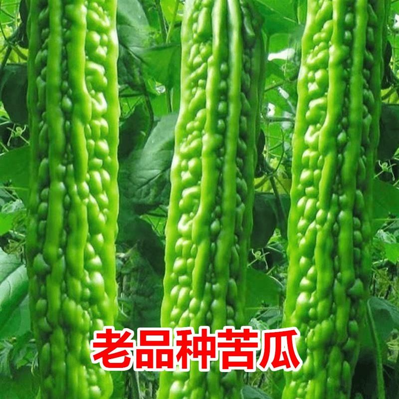 苦瓜高产特大苦瓜长绿杂交南方耐热抗病耐高温爽脆农家