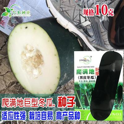 中研爬满地黑皮冬瓜种子 生长旺盛肉质密肉厚品质优良冬瓜籽
