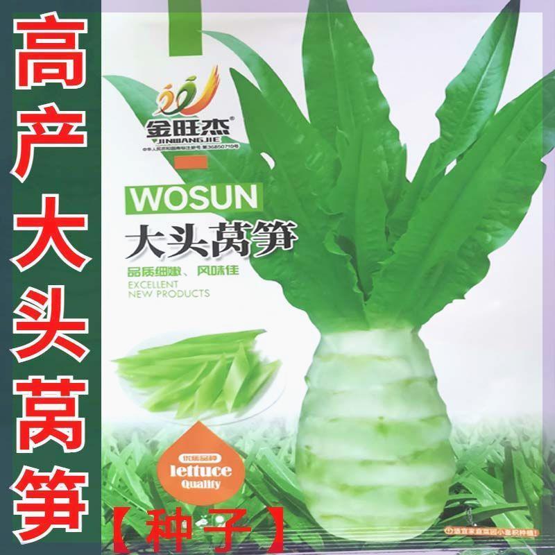 种子耐高温莴苣白皮绿肉大头菜种籽四季蔬菜种子