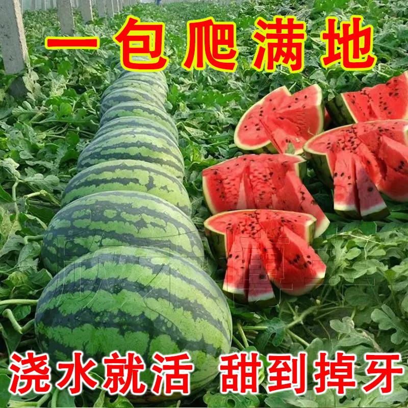 8424麒麟西瓜种子无籽高产冰糖懒人西瓜种子南方四季蔬菜水果种孑